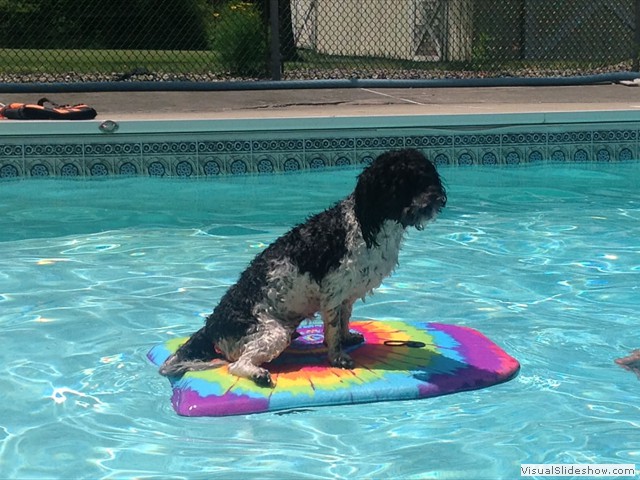 Benji Enjoying the Pool (Havanese)