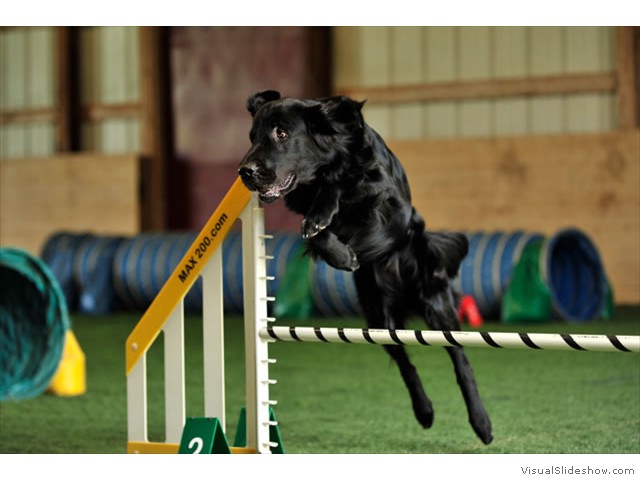 Coal Jumping High in Agility (Flat Coated Retriever)