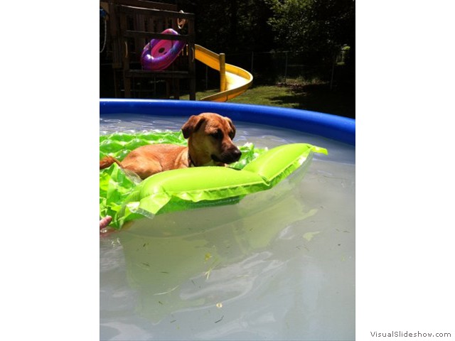 Cupcake Enjoying Some Pool Time (Mix)