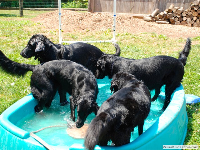 Playing in the Pool!<br/>(Flat Coated Retrievers)