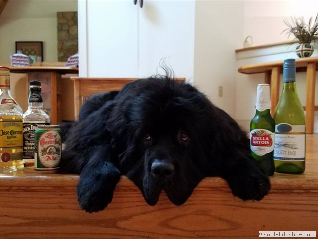 Fletcher Had a Little Too Much FUN on His 3rd Birthday! (Newfoundland)