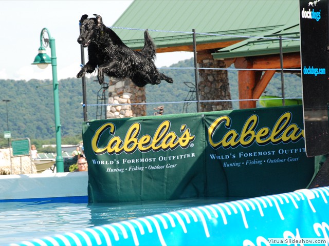 Jette in Dock Diving Event at Cabela's<br/>(Flat Coated Retriever)