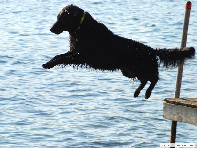 Jette Jumping Off the Dock<br/>(Flat Coated Retriever)