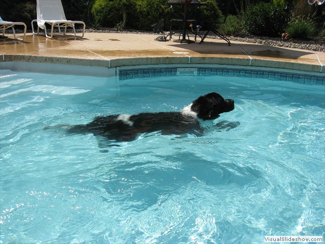 Loki Swimming in the Pool<br/>(Newfoundland)