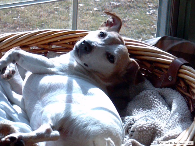 Madeline Relaxing in the Sun (Jack Russell Terrier)