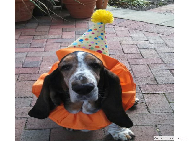 Oberon says, "Trick or Treat!" (Bassett Hound)