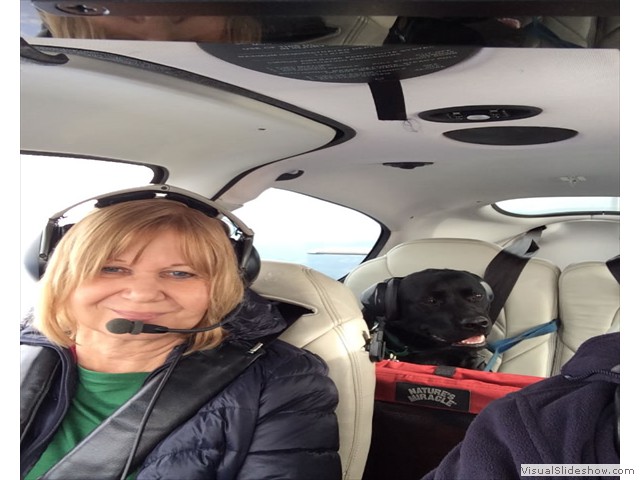 Piper Enjoying His Plane Ride (Black Labrador Retriever)