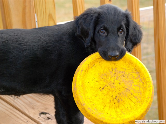 Pippa Ready for the Next Throw (Flat Coated Retriever)