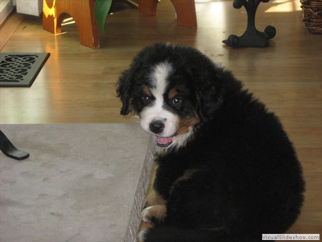 Riggins Trying his Teeth<br/>(Bernese Mountain Dog)