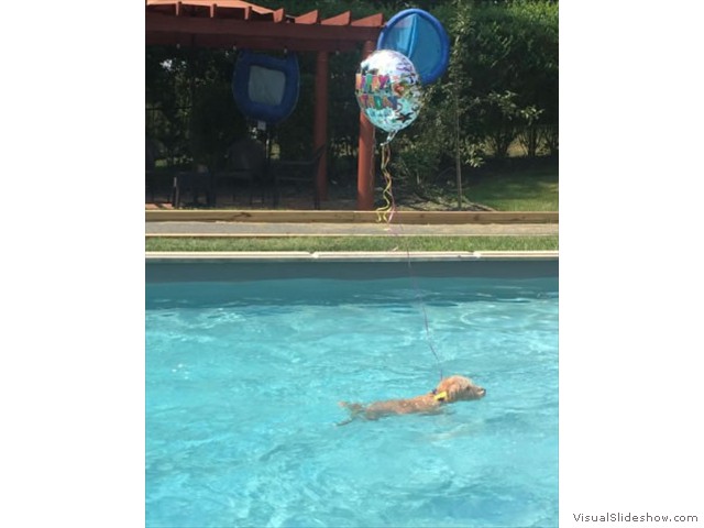 Teddy Cooling Off with a Swim<br/>(Airedale)