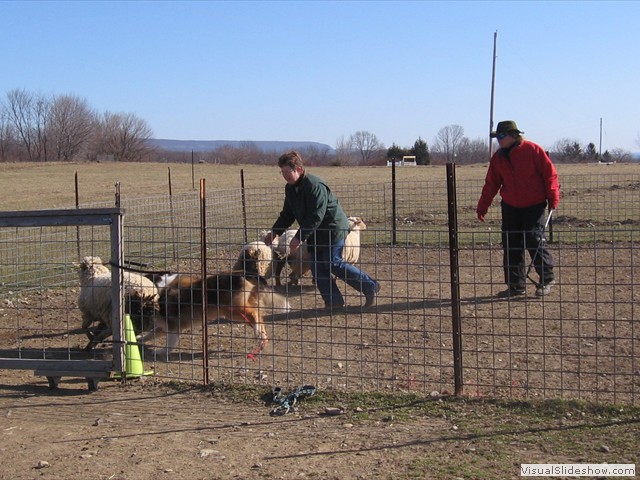 Tucker Getting the Sheep<br/>(Collie)