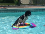 Benji Enjoying the Pool (Havanese)