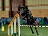 Coal Jumping High in Agility (Flat Coated Retriever)