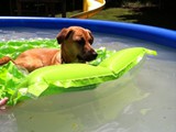 Cupcake Enjoying Some Pool Time (Mix)