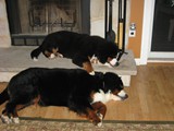 Dazzle (bottom) and Riggins (top) Sleeping<br/>(Bernese Mountain Dogs)