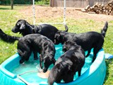 Playing in the Pool!<br/>(Flat Coated Retrievers)