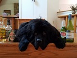 Fletcher Had a Little Too Much FUN on His 3rd Birthday! (Newfoundland)