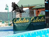 Jette in Dock Diving Event at Cabela's<br/>(Flat Coated Retriever)