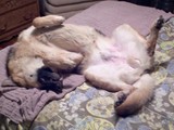 Sleepy Max<br/>(German Shepherd Dog)