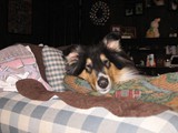 Nessie From the Couch<br/>(Collie)