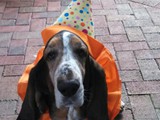 Oberon says, "Trick or Treat!" (Bassett Hound)