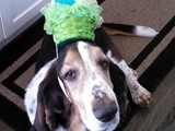 Oberon Showing Off His Easter Egg Bonnet (Bassett Hound)