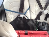 Piper Taking a Nap on the Plane (Black Labrador Retriever)