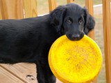 Pippa Ready for the Next Throw (Flat Coated Retriever)