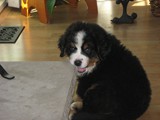 Riggins Trying his Teeth<br/>(Bernese Mountain Dog)