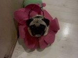 Ruby All Dressed Up<br/>(Pug)