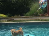 Teddy Enjoying Some Time in the Pool<br/>(Airedale)