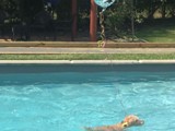 Teddy Cooling Off with a Swim<br/>(Airedale)