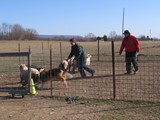 Tucker Getting the Sheep<br/>(Collie)